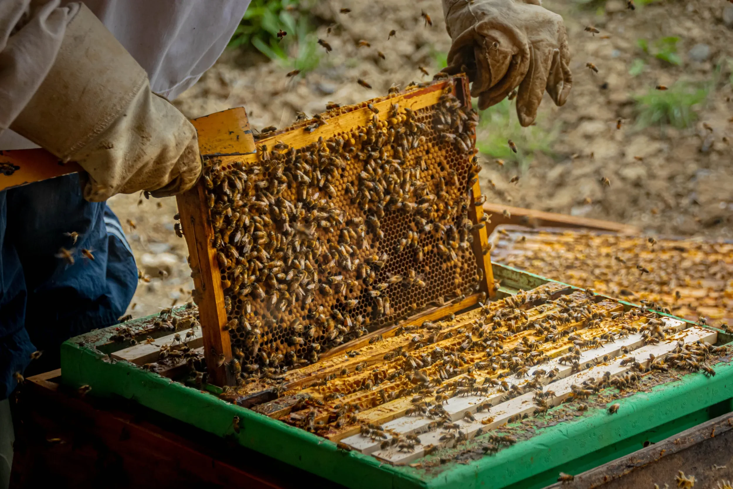 Gather & Connect: Behind the Hives